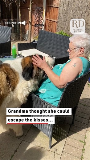 This Saint Bernard wanted to kiss grandma, but she wanted to escape! #funnyvideos #dogvideos #dogsandgrandmas | Reader's Digest