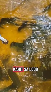 Gano nga ba kabilis para makuha agad ang tubo sa pag aalaga ng crayfish? #crayfishfarmingphilippines #crayfishfarming #crayfish | Crayfish Binangonan RIZAL