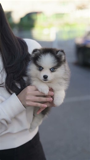 Have you ever seen a Pomsky with blue eyes like mine?💙✨ - Aloha Teacup Puppies #pomsky #losangeles