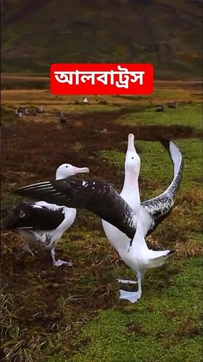 Albatross is a bird that flies continuously in the sky of the sea. Albatross #birds