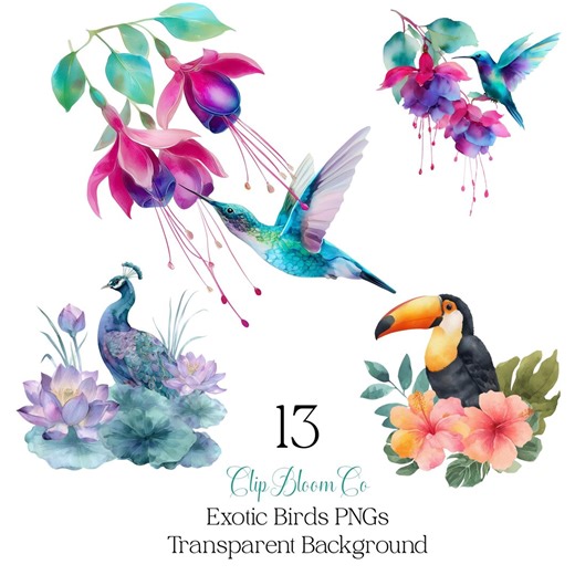 Exotic Birds PNG Bundle Floral Bird Clipart Tropical Animals Hummingbird, Toucan, Peacock Clipart - Etsy