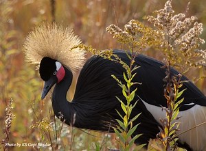 Black crowned crane - Alchetron, The Free Social Encyclopedia
