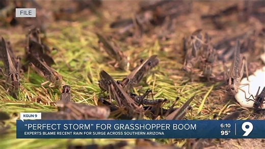 Spring forward: Winter rains, summer-like heat give grasshoppers an early jump start