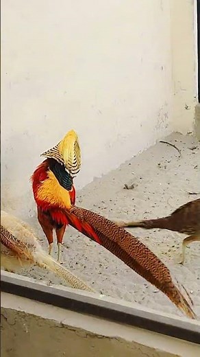 How are the pheasant doing? what does a pheasant sound like? golden pheasant birds.pheasant flying