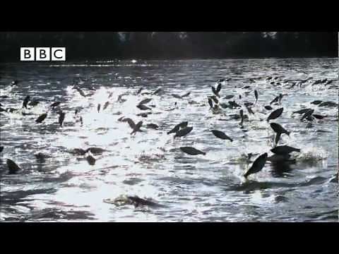 Thousands of fish leap out of water at same time - Slow Mo!