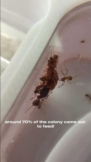 time lapse of my big headed ants! (pheidole nodus/ pheidole noda)