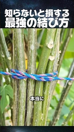 The Best Knot You Need to Know #Knots #LifeHacks #Gardening #Convenient #DIY #ConstrictorKnot #Ea...