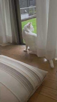 今のシロ。 #おもしろい猫 #三毛猫 #猫 #猫のいる暮らし