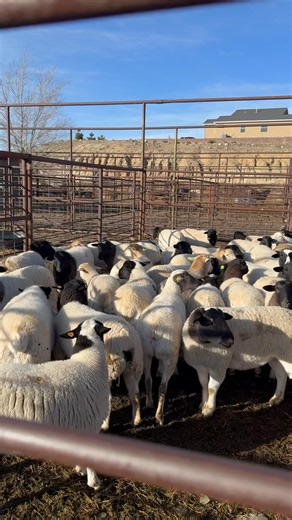 We have a great selection of Dorper lambs consigned for tomorrows sale. Be sure and join us at 11:00. | Cow House Livestock Auction