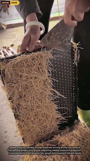 Mushroom Harvesting Tray Reveals Dense Root Network After Growth