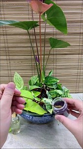 5 Varieties of Pothos with Anthurium🌿 #plantsinwater #watergarden #decorinspiration #pothos #anthurium | Adela E