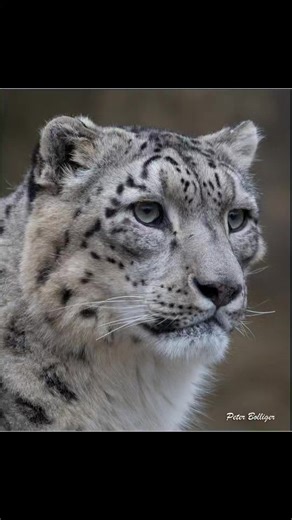 Have you joined our group - Snow Leopard Champions where in addition to all our regular content, we preview articles featuring our Partners' work in the field, share special content, give you first notice about special sales in our online Snow Leopard Shop, and much more. Beat the algorithm and see all our posts! Photos by Peter Bolliger | Snow Leopard Conservancy