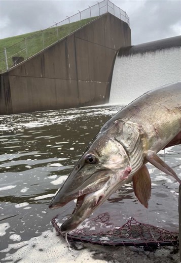 Catch a Musky: Early Spring Fishing Tips