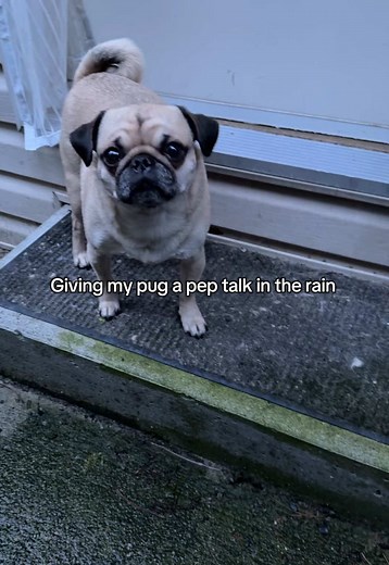 Pug's Brave Potty Adventure in the Rain