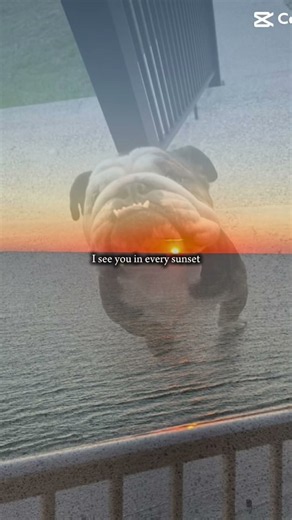 Miss you Bo Bo