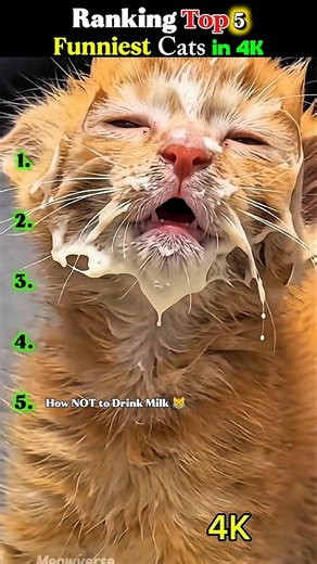 Top 5 Funniest 144p to 4K Cat Memes | Part 3 😹 #cat #funnycats