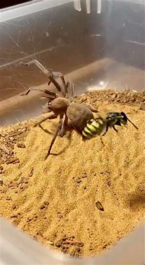 Tiger Spider vs Wasp | Venom vs Speed Battle