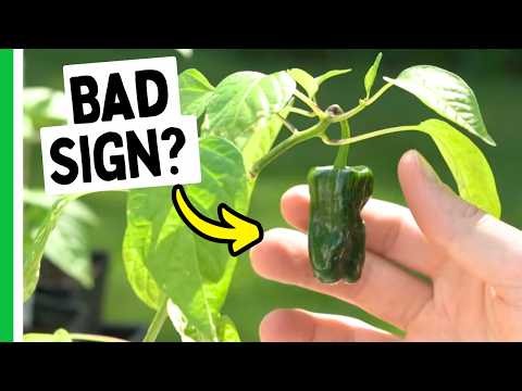 Early Peppers? Here's What To Do 🌶️