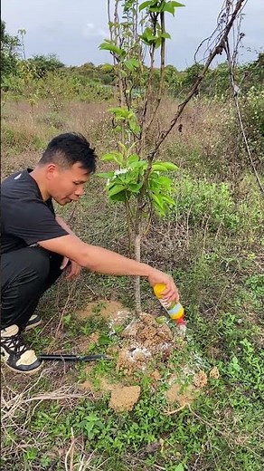 Dealing with Red Imported Fire Ants in Your Garden - No Need to Panic