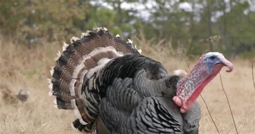 Why turkeys might be more expensive this year