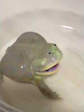 Cat vs Frog: The Most Unexpected Reaction Ever! 🐱🐸🤣 #shorts #tiktok #cat #frog #funny