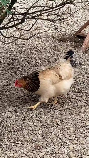 Best Foods to Boost Egg Production | GreenThumb Tips & Tricks