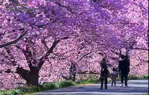 Take a break to admire the beauty and serenity of Sakura season in Japan→ https://yt.be/CMgzP | YouTube