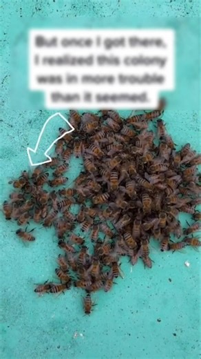 Bees Refused to Leave Their Queen 👑 #shorts