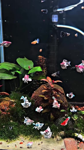 Molly Fish: All You Need to Know About Redheads