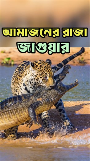 আমাজনের রাজা জাগুয়ার। Jaguar in Amazon forest #jaguar