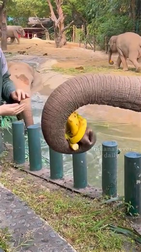 Why Elephants Let Humans Clean Their Feet  #elephant | LFC Update 360 | Facebook