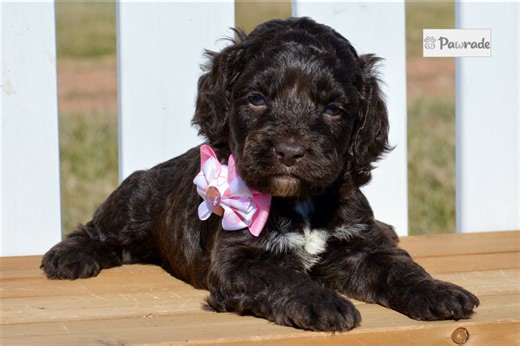 Freya - Cockapoo Puppy F400C6