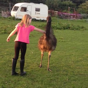 When you want to be original and decide to get a pet emu instead of a dog 😂 | Daily Mail Australia