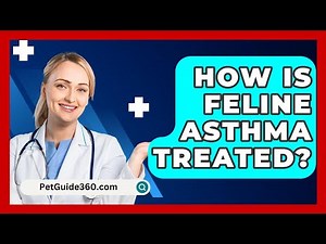 How Is Feline Asthma Treated? - PetGuide360.com