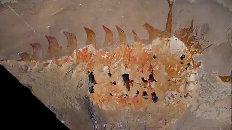 Buried in a museum drawer for nearly 50 years, a fist-size fossil has handed paleontologists the evidence they’d been hunting for: unmistakable claws on one of the oldest known relatives of spiders and scorpions.The fossil was recovered by an amateur paleontologist in the late 1970s in the Utah desert.The creature is a marine arthropod scientists have named Megachelicerax cousteaui (Greek for “large claw horn”), which likely resembled a bristling, multilegged ocean swimmer with a rounded head sh