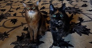How to Tell if a Tortie Loves You – 7 Tips