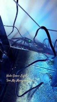 Halo Grow Light for my Mangrove Tree #aquariumcare #aquarium #reeftank #saltwateraquarium #plants