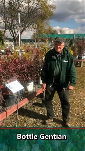 72 reactions · 5 comments | If bottle gentian is the lock, bumble...