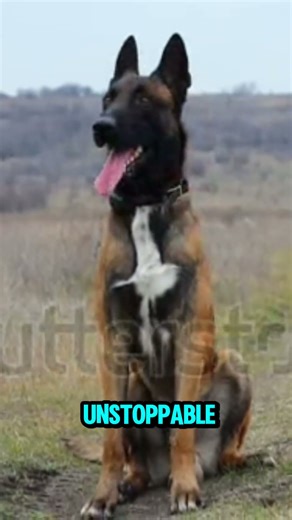 Top 3 Military & Police Dog Breeds 🐕💪#MilitaryDogs #PoliceDogs #DogFacts #GermanShepherd