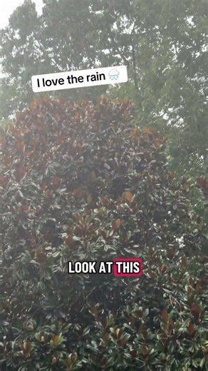 Southern Magnolia's Perfect Moment #zone7b #flowers #gardening