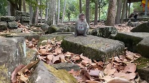 The primary update on Jane 🐒🎄🤶🎅 #pregnancy | American Monkeys