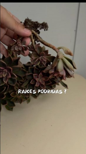 Raíces podridas en suculentas? ,es mejor cortar tallos y empezar de nuevo