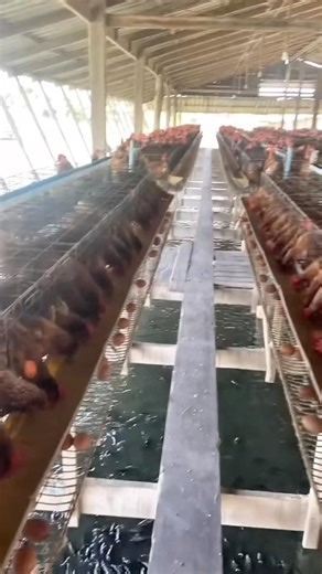 Smart breeder #breeding #chickenbreeder #livestock #farming #farmingtips #farminglife