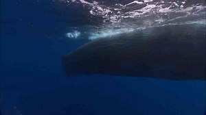 Watch giant creatures move through the deep ocean