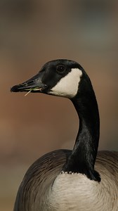 We (and all the campus geese) are rooting for our Rams this finals week 📚 | Colorado State University