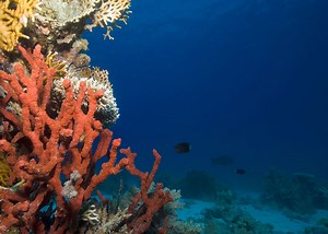 Revelan los secretos estructurales del coral rojo