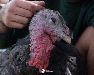Turkeys like Venus are bright, social animals who enjoy being pet and will even make purring sounds when they're happy. 💚 While many Farm Sanctuary visitors have an established sympathy for brown-eyed cows and woolly sheep, few depart without a fresh appreciation for the warm, nurturing nature of turkeys, who possess strong personalities, form friendships, and have a wide range of interests. This Thanksgiving, support the lives of turkeys like Venus by sponsoring a member of our featured flock: