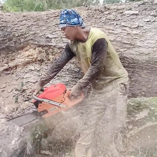 1.3K views | #TreeCutting #TreeFelling #WoodCutting #TimberWork #ChainsawWork #ForestWorker #TreeRemoval #LumberjackLife #WoodChopping #HeavyCutting #TreeWorkVideos #CuttingSkills #TimberTech #NatureWork #ForestCutting | Nature’s Barber | Facebook