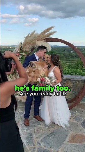 🥺 This Wedding Photo With a Dog Is Too Cute - WorldBeAmazed