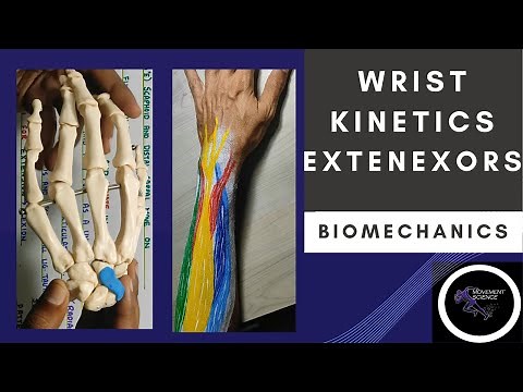 WRIST JOINT KINETICS -EXTENSORS ( WRIST JOINT COMPLEX BIOMECHANICS)Physiotherapy